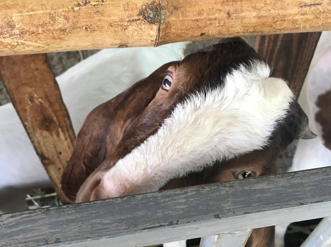 Kar Thoxng Theiyw Cheing Kaset Ban Krathong-挽西必去景点