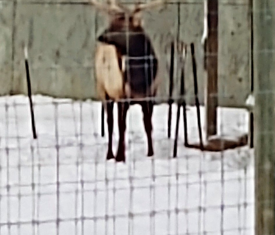 Wildwood Zoo-Marshfield必去景点