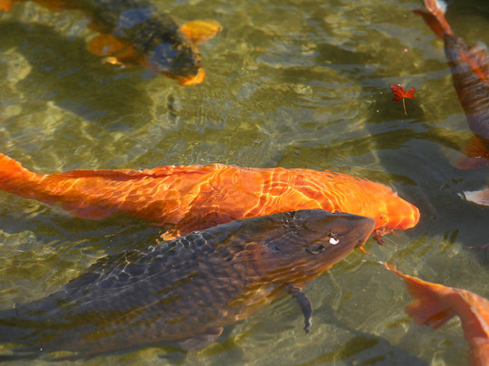 Ooedo Onsen Monogatari Hotel Shinko主图