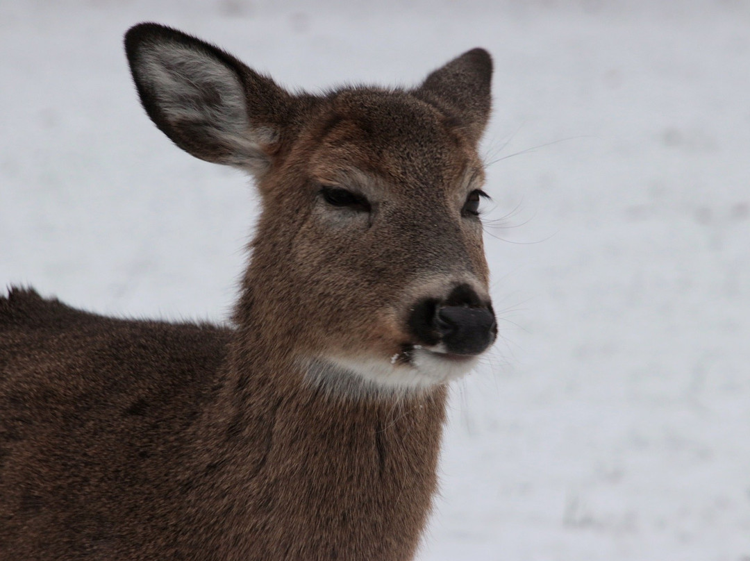 Schiller Woods-席勒公园必去景点