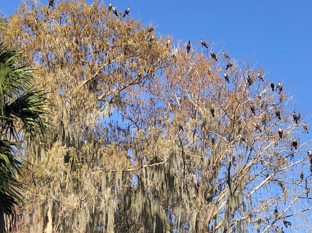 Palm Island Park-Mount Dora必去景点