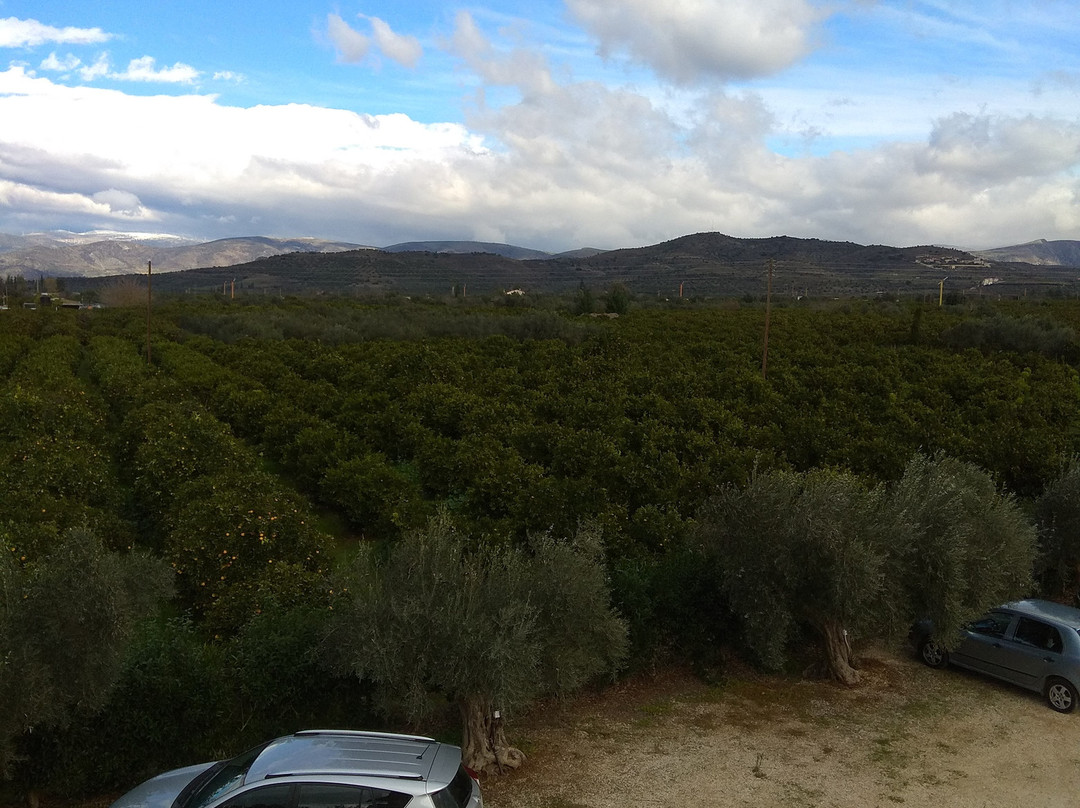 Agroktima Elia主图