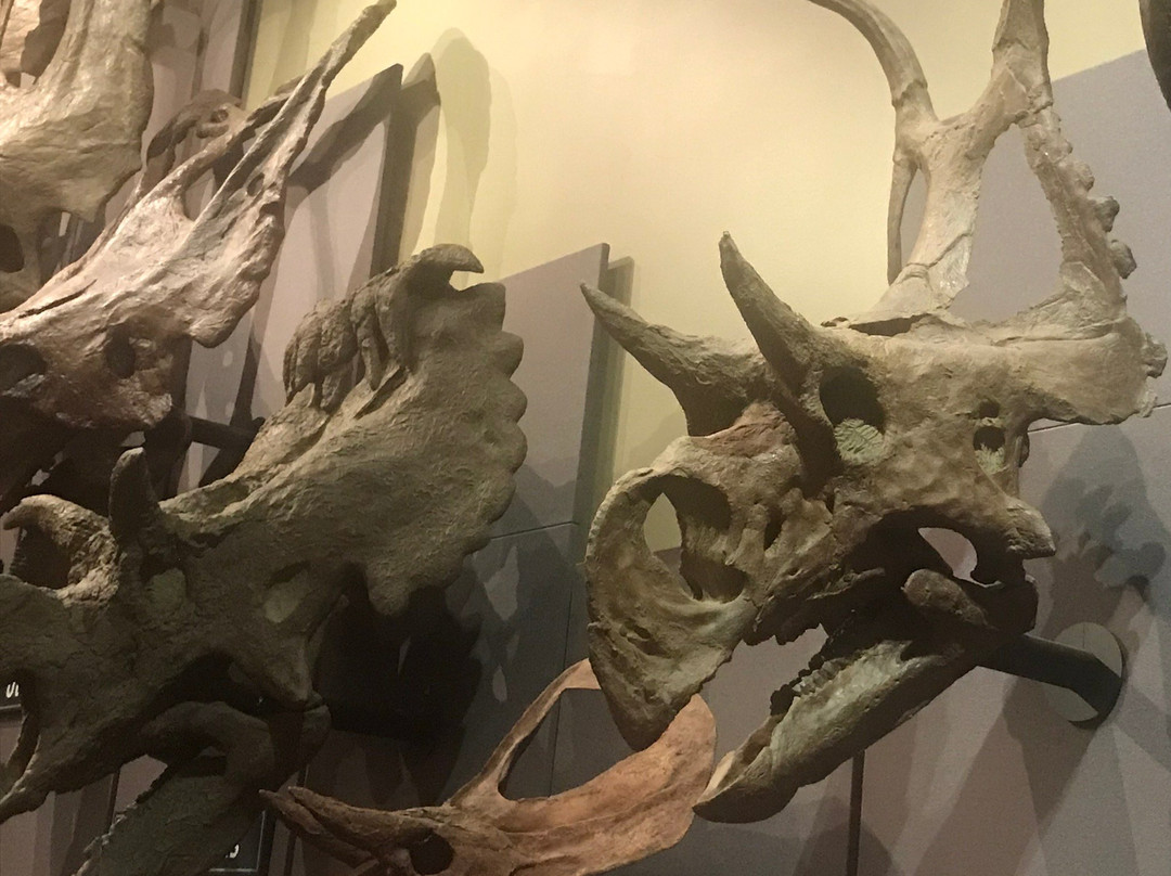 Burpee Museum of Natural History-罗克福德必去景点