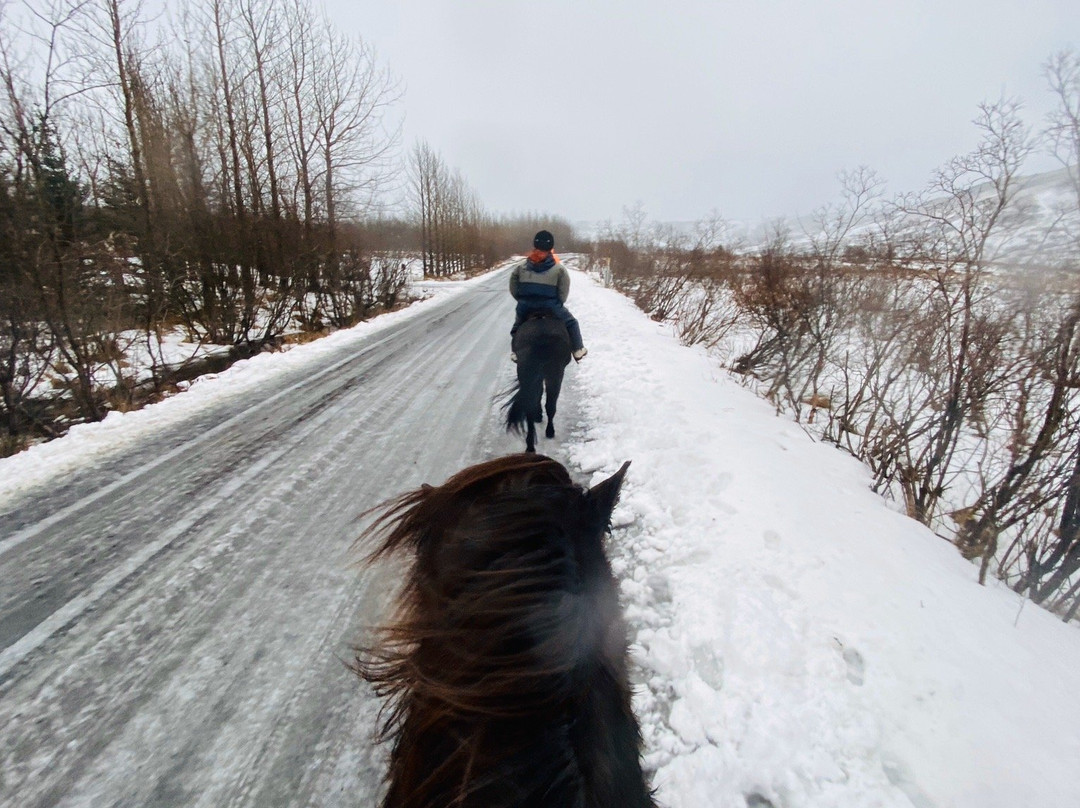 Laxnes Horse Farm景点图片