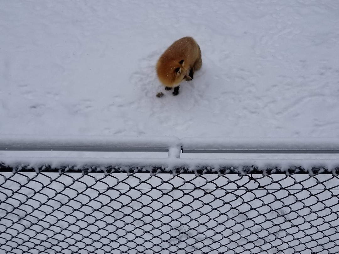 Colorado Wolf and Wildlife Center景点图片