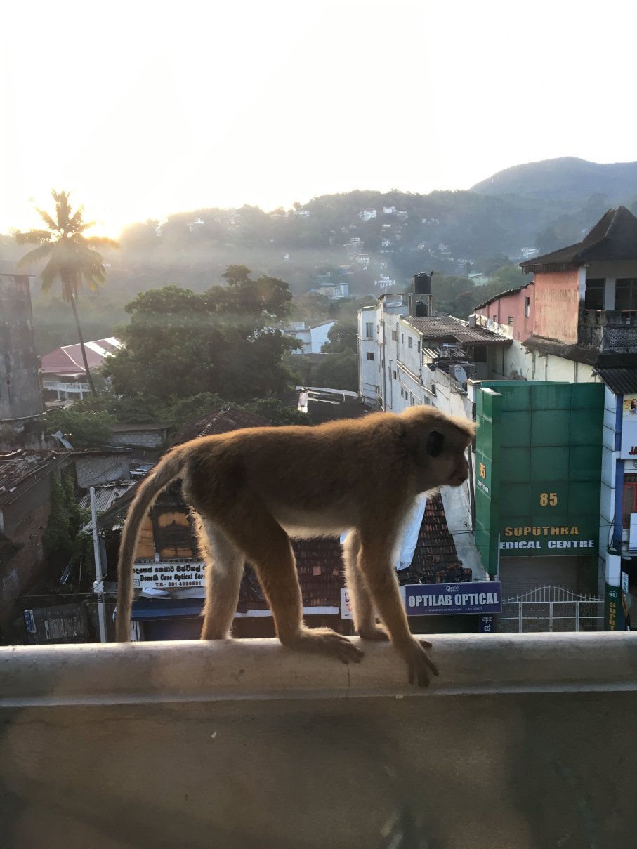 塞瓦纳城市酒店-酒店景观
