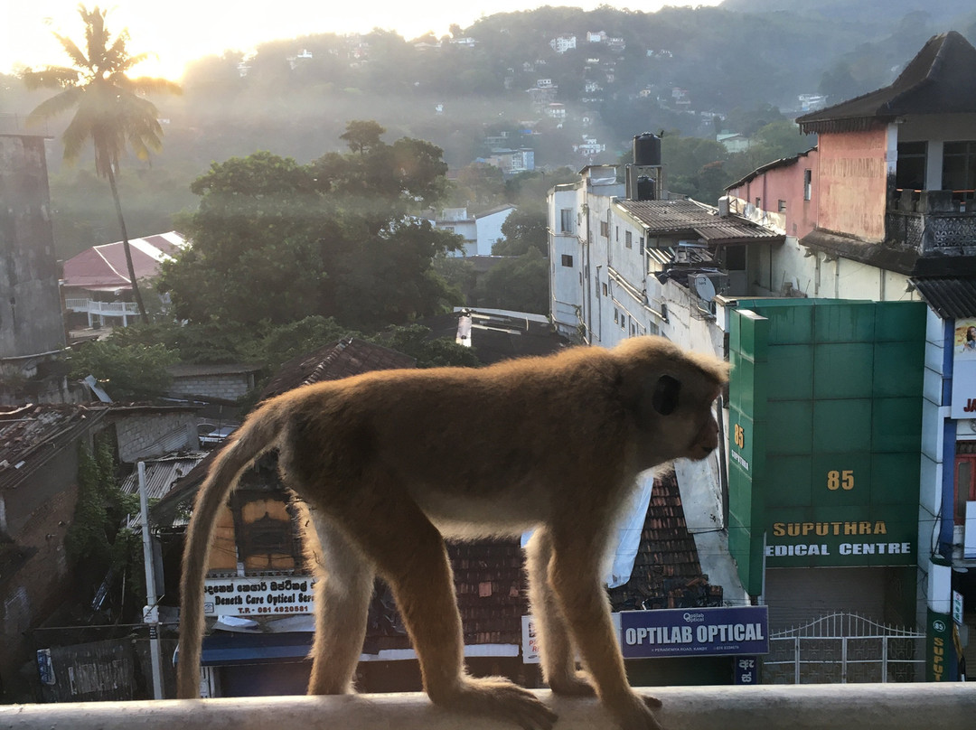 塞瓦纳城市酒店主图