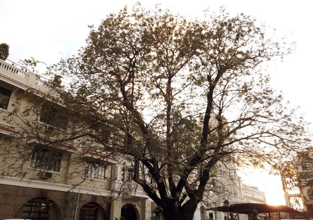The Kalayaan Tree景点图片