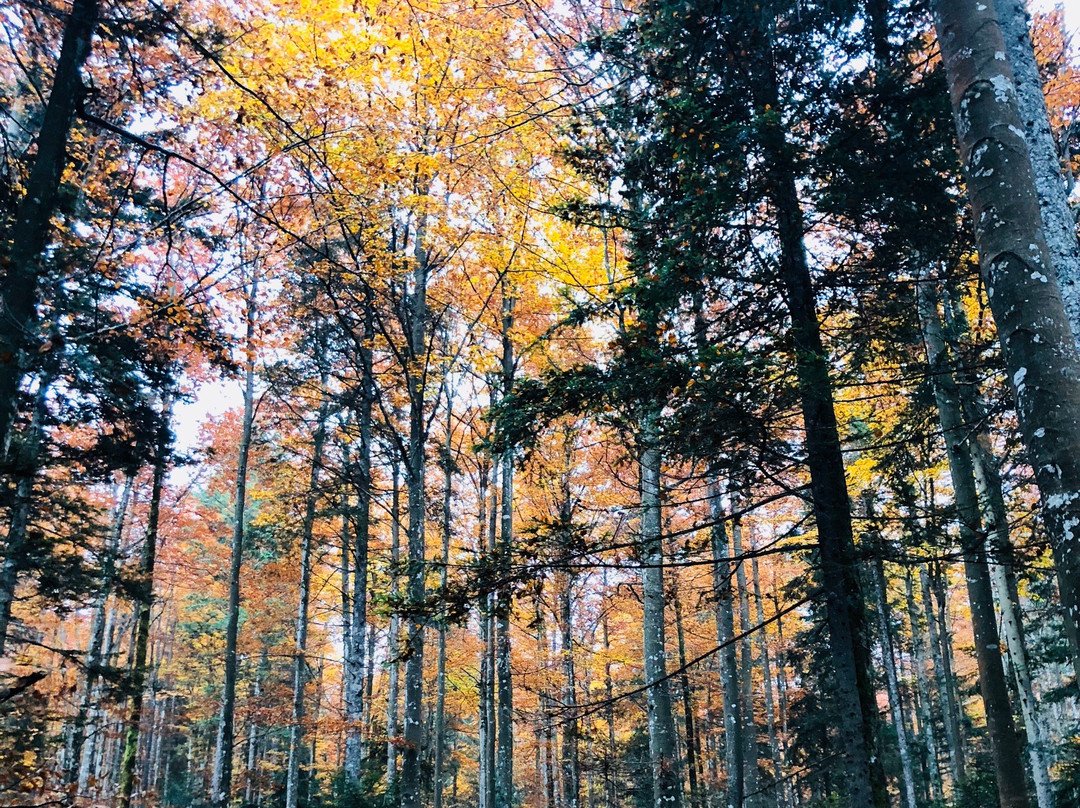 Pohorje Tours-Pohorje必去景点