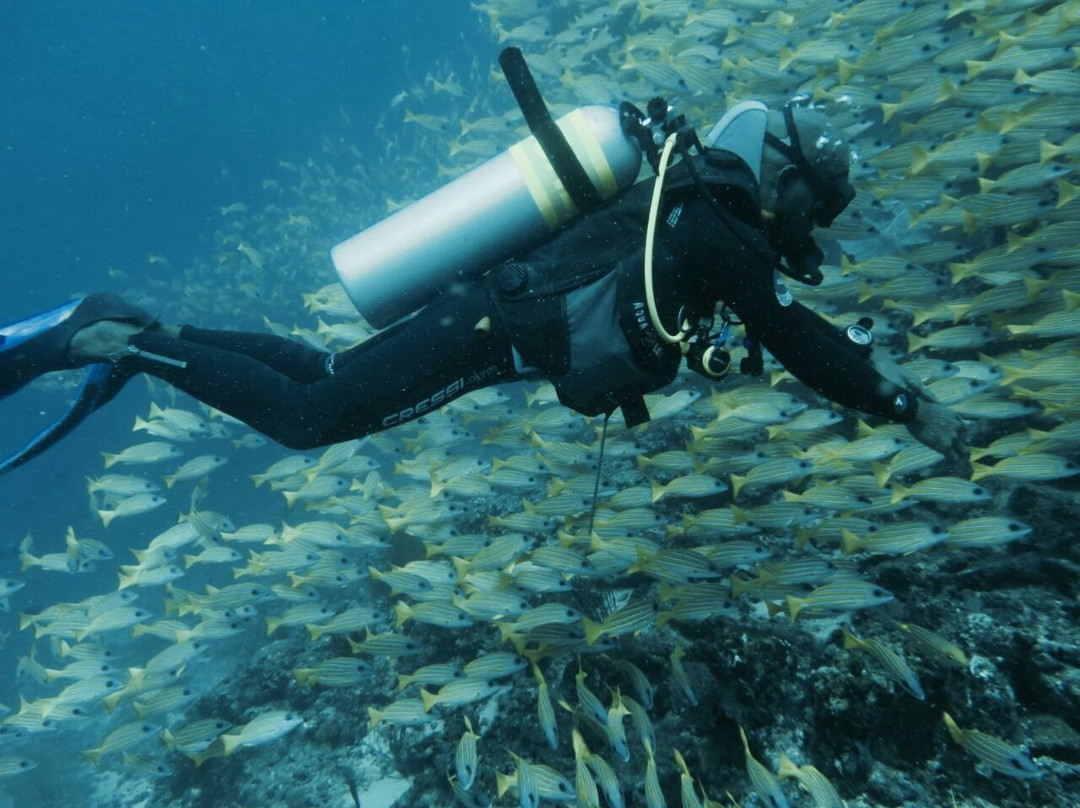 Maldives Diving Loabi景点图片