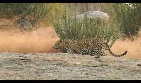 The Haveli Leopard Camp主图