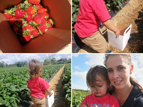 Whatawhata Berry Farm-Whatawhata必去景点