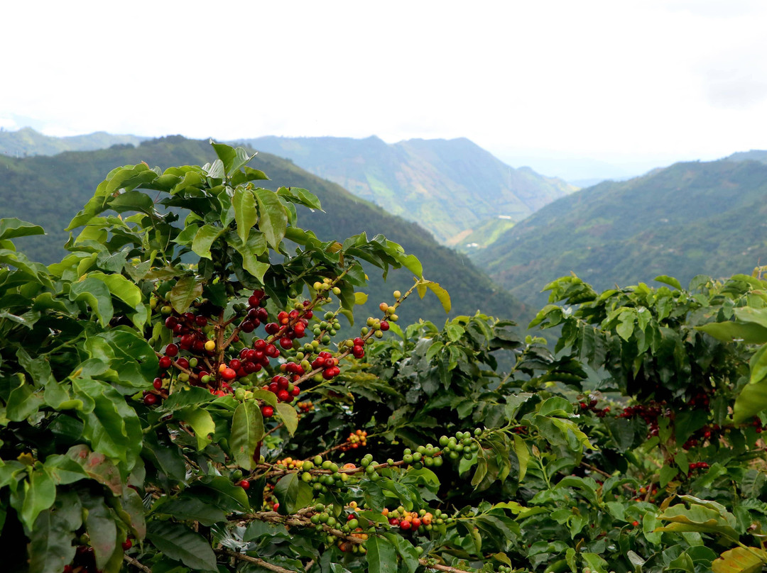 Coffee Tours - Finca La Manchuria-Salgar必去景点