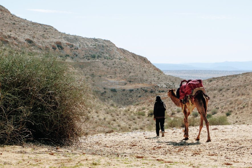Negev Camel Ranch-Dimona必去景点
