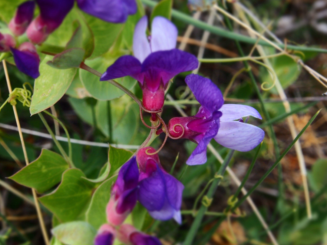 Hostal y Cabanas Vientos del Sur主图