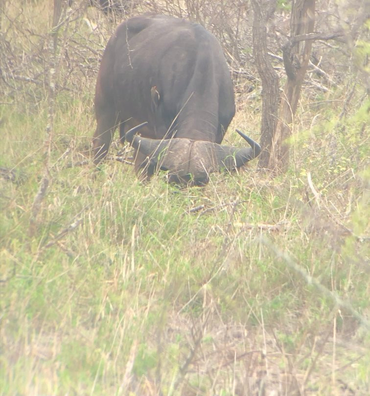 Mbombela Experience Tours and Safaris-尼斯普鲁特必去景点