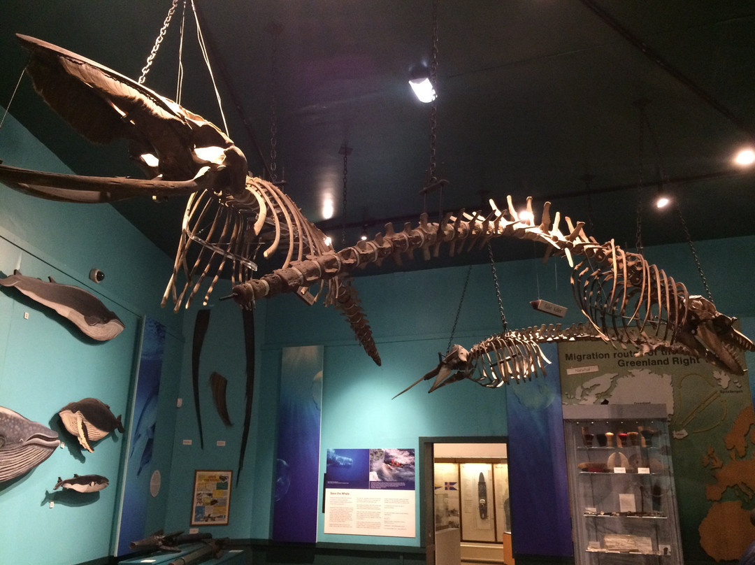 Hull Maritime Museum景点图片