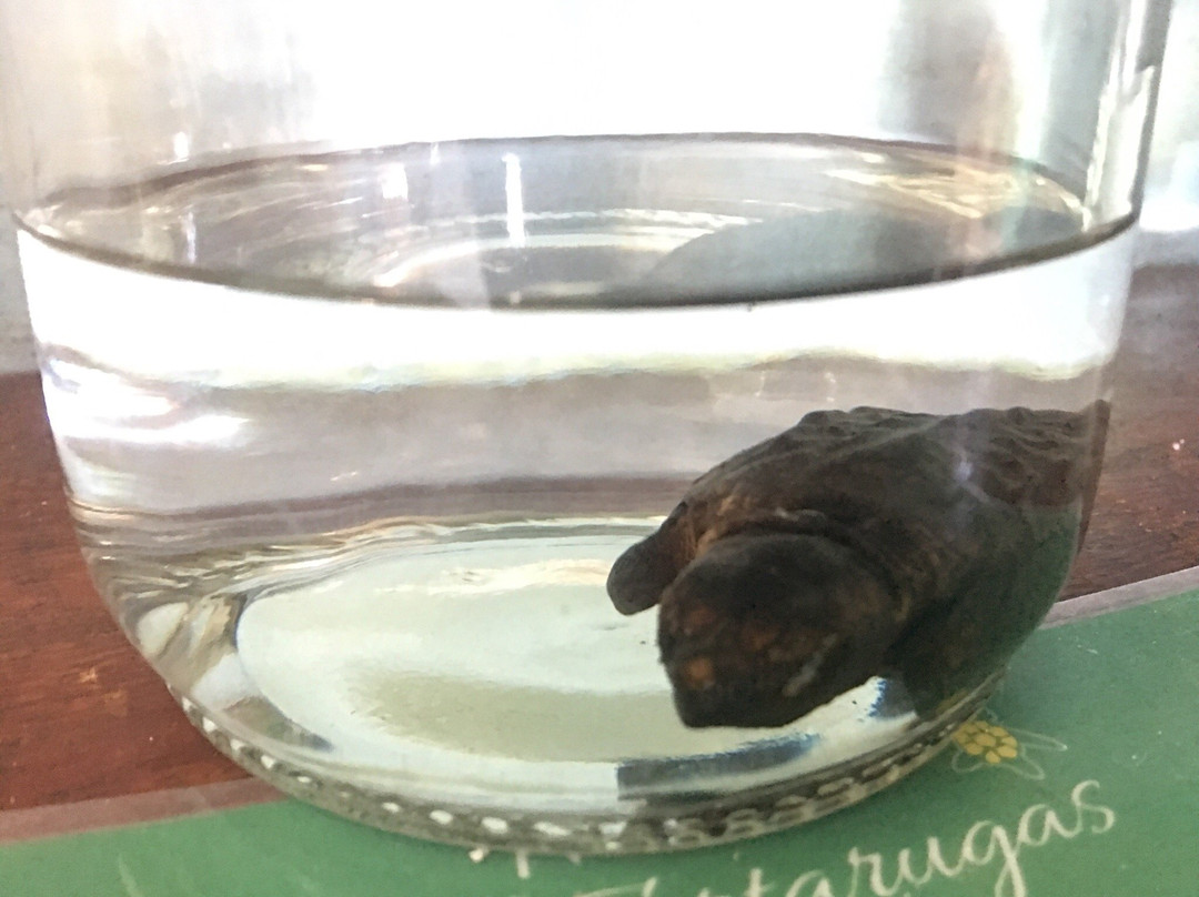 Museu das Tartarugas - ONG Ecoassociados-嘎林海斯港必去景点