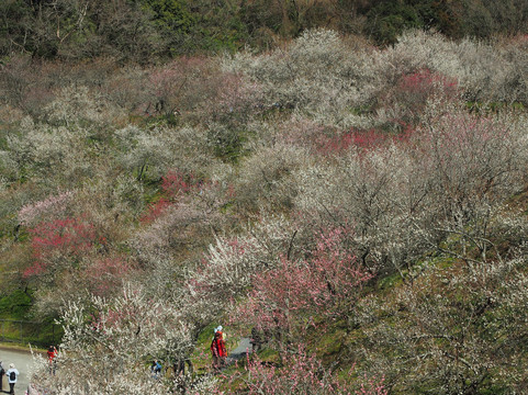 Takao Baigo Ume Festival-八王子市必去景点