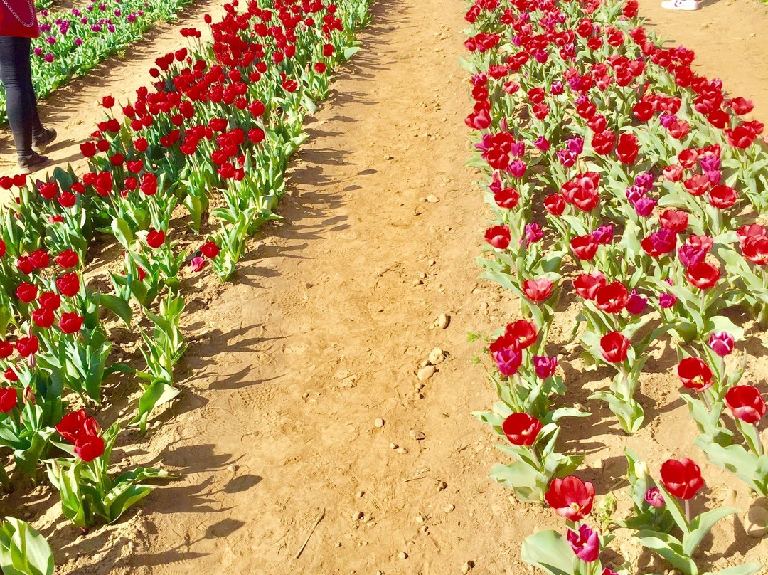 Tulipani Italiani Arese景点图片