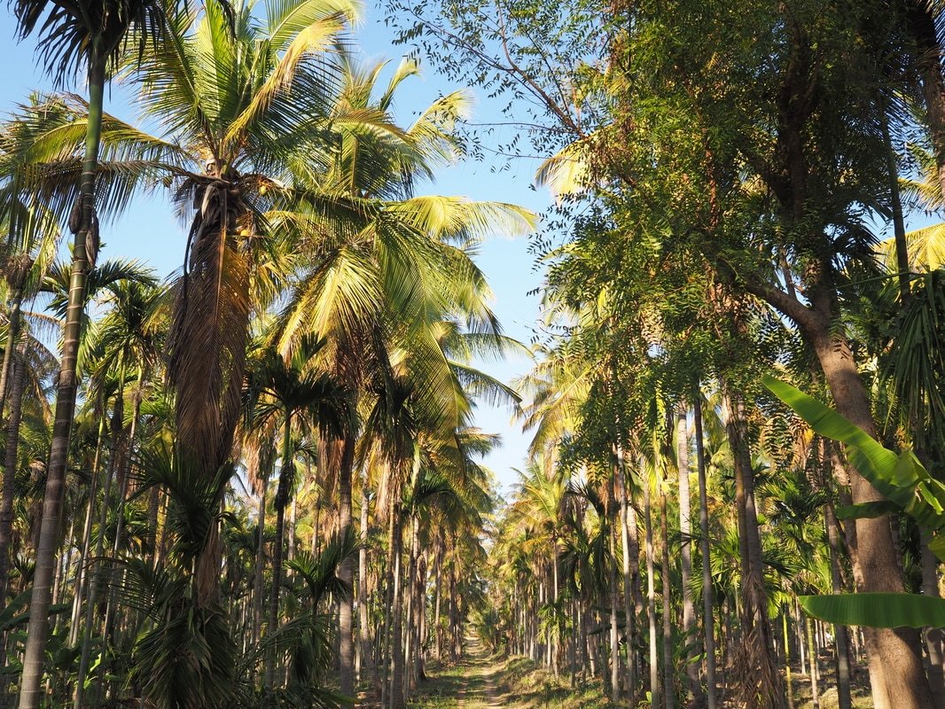 Gopis Farm-官方