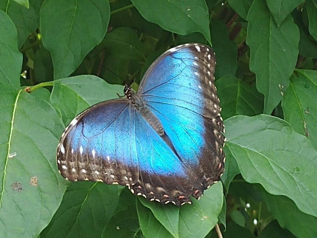 Newfoundland Insectarium景点图片