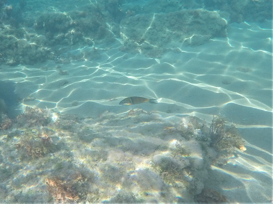 Kapparris Beach-帕拉林尼必去景点