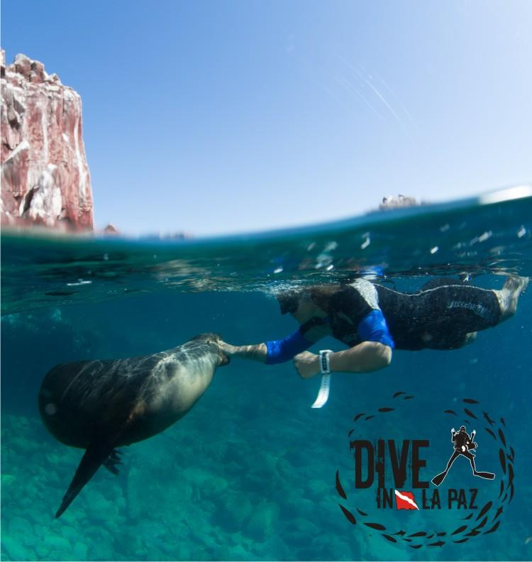 Dive in la Paz-拉巴斯必去景点
