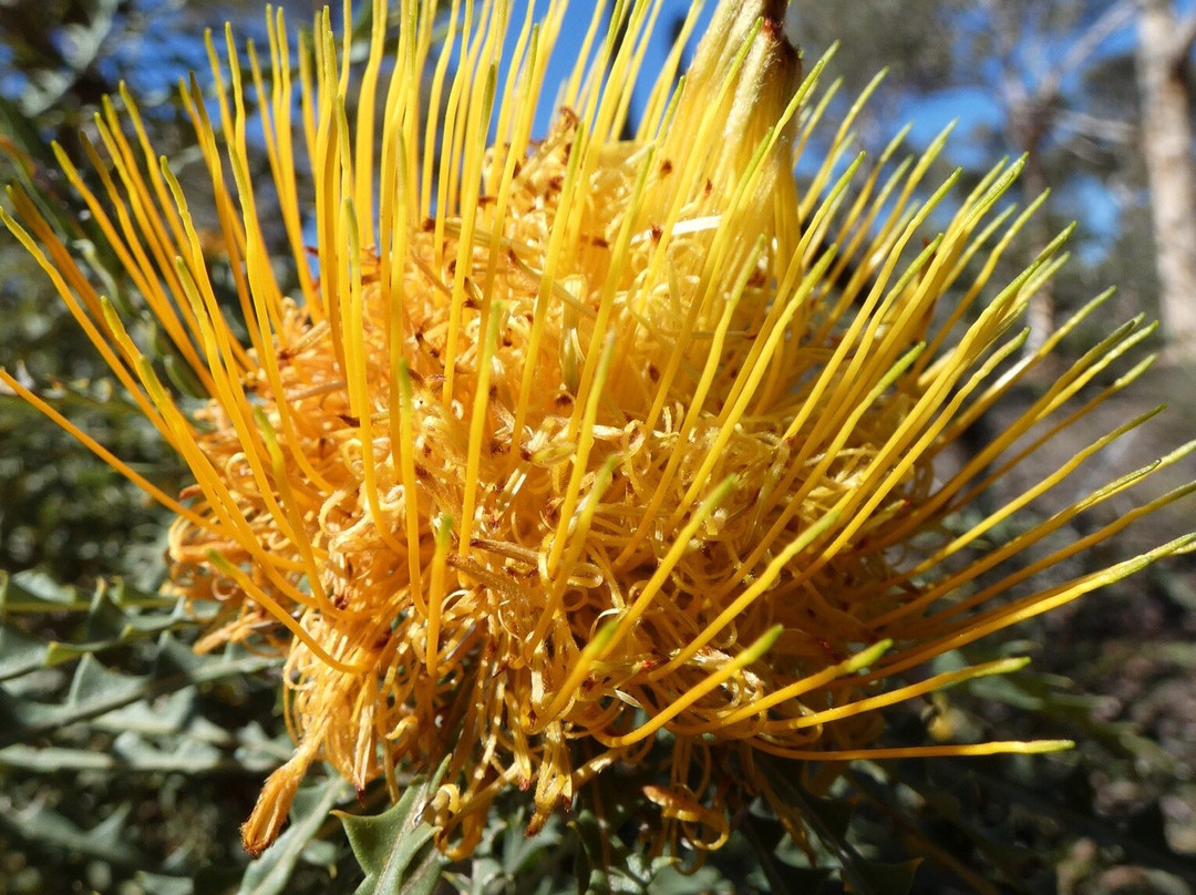Boyagin Rock Nature Reserve-Pingelly必去景点