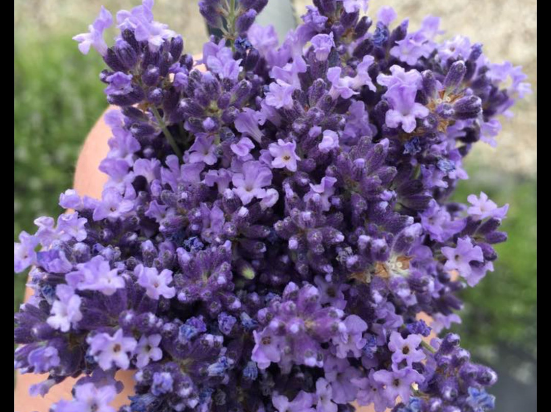 Shades of Lavender Farm景点图片