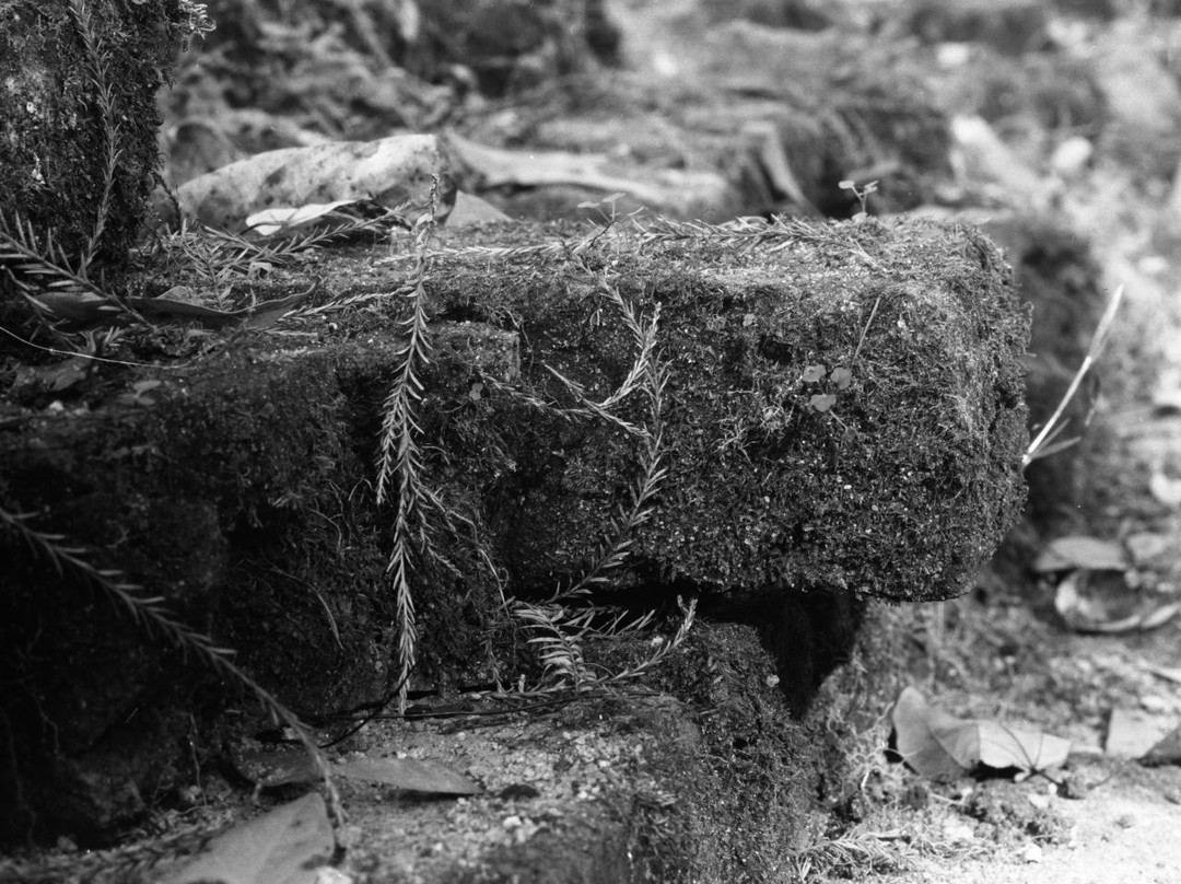 Fort Stewart旅游景点-Savannah-Ogeechee Canal Museum and Nature Center