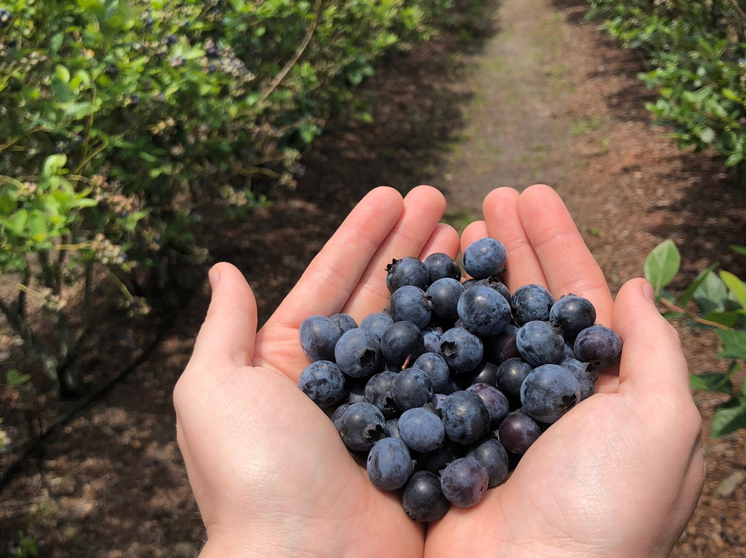 Williams Blueberry Farm景点图片