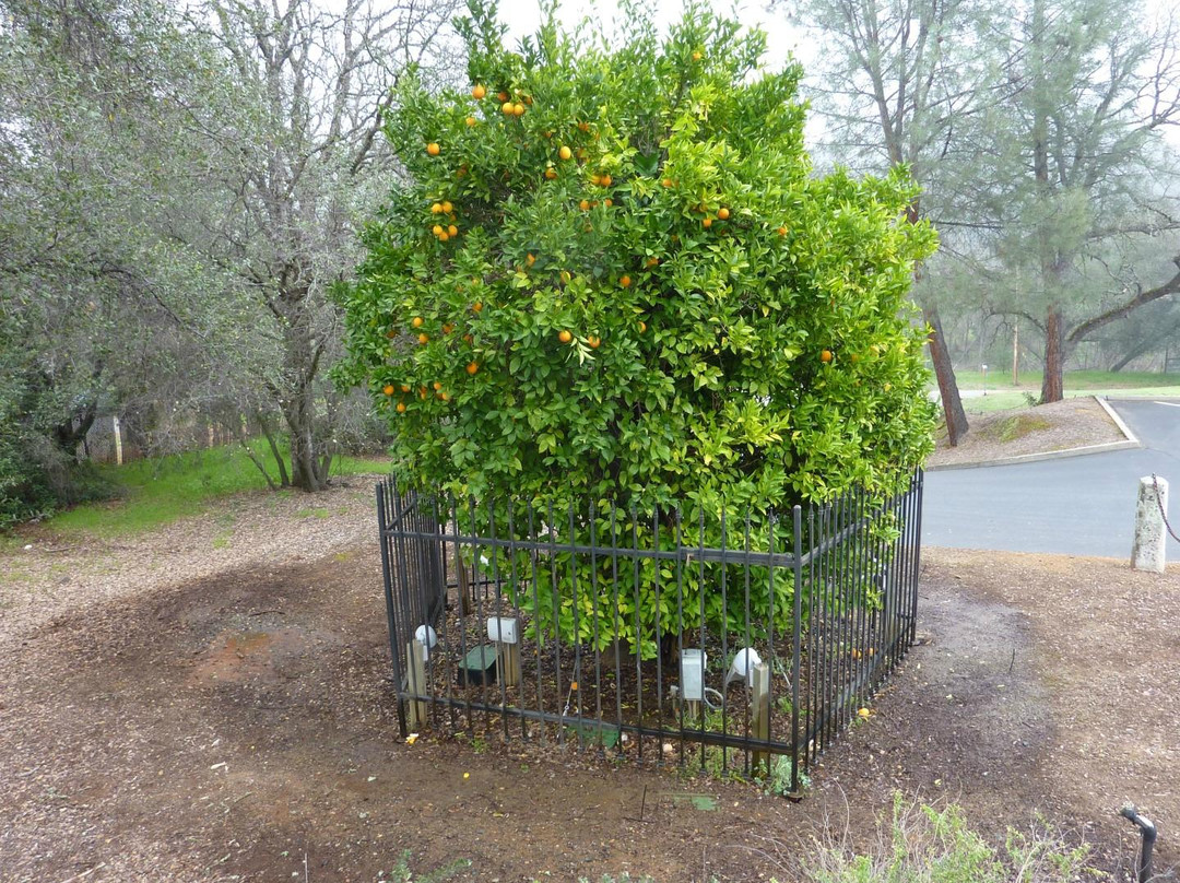 Mother Orange Tree景点图片