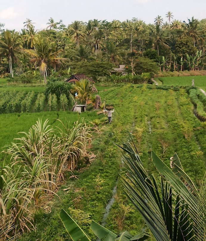 Cau Factory & Farm-达巴南必去景点
