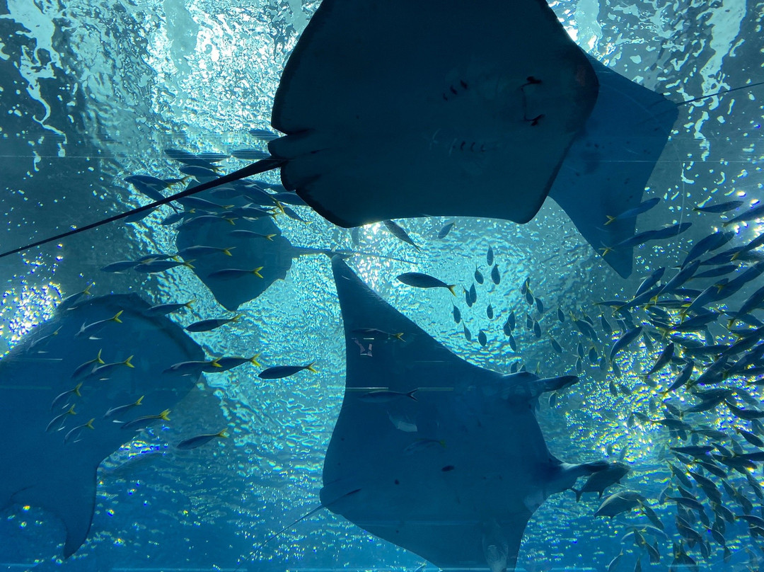 冲绳美之海水族馆-那霸市必去景点