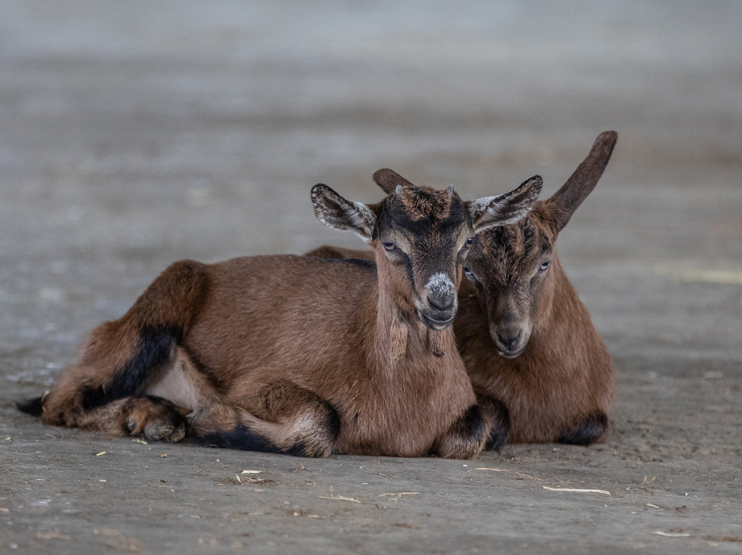 Shmueli Farm-Be'er Tuvia必去景点