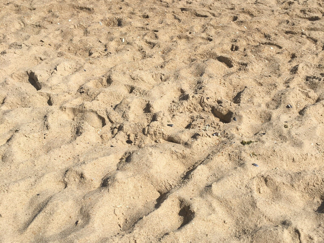 Sea Girt Beach and Boardwalk-Sea Girt必去景点