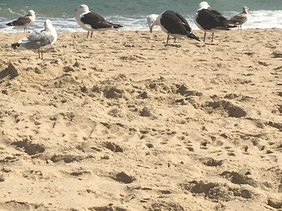 Belmar Beach景点图片