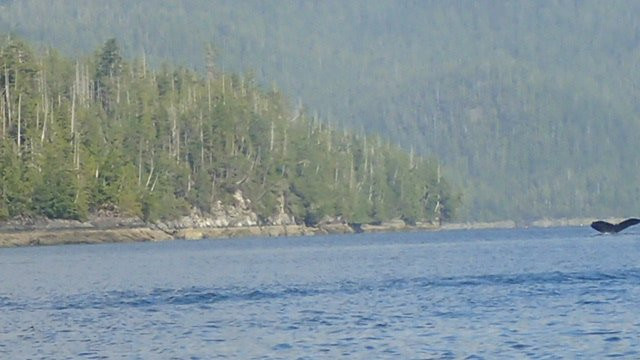 Clayoquot Wild景点图片