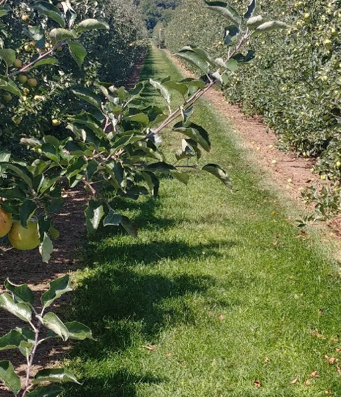 Harbes Orchard景点图片