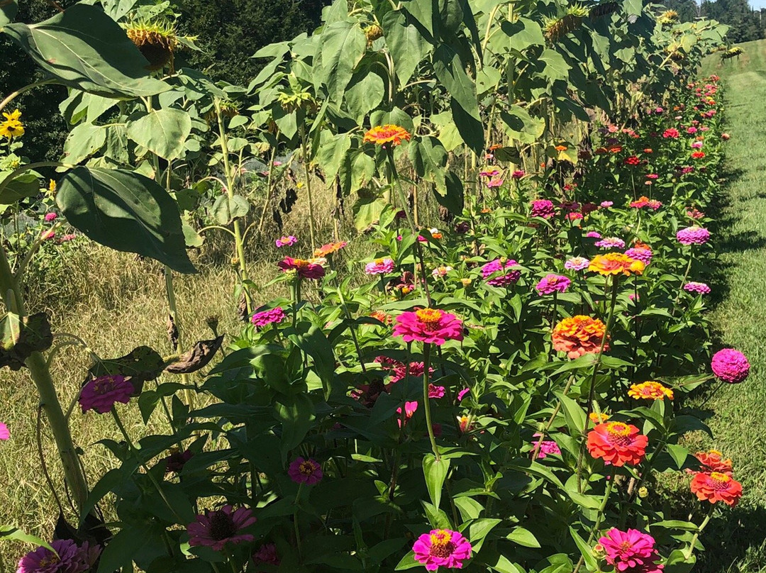 Long Row Lavender-Wright City必去景点