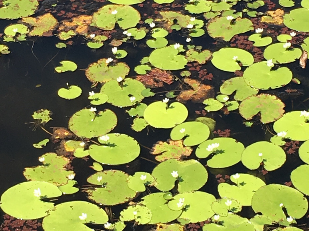 TYTO Wetlands景点图片