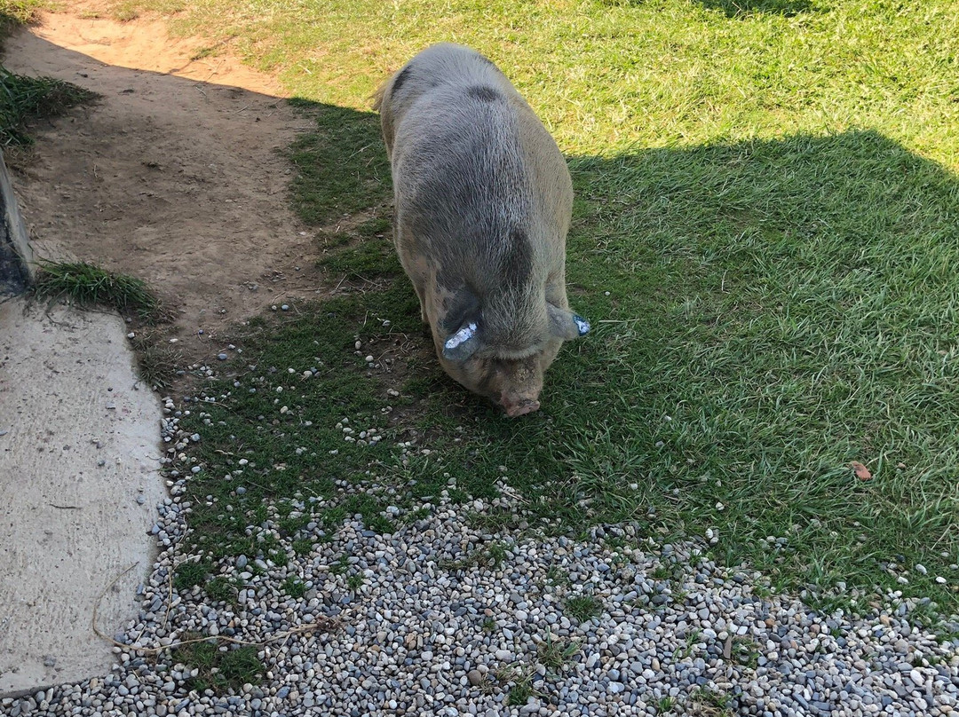 La Petite Ferme de Pouillon-Pouillon必去景点
