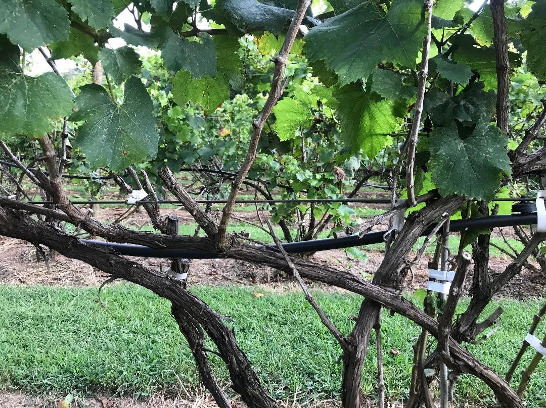 Shade Winery-Shade必去景点