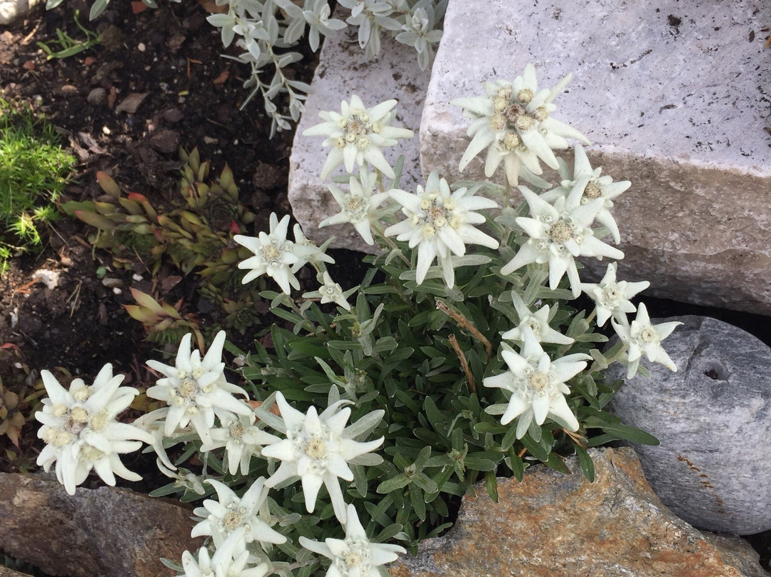 Apart Felsenhof主图