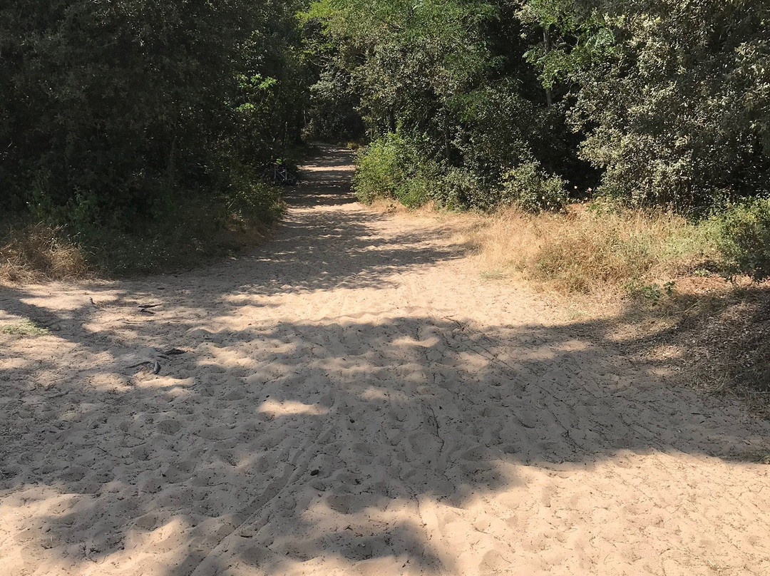 Plage de l'Embellie景点图片