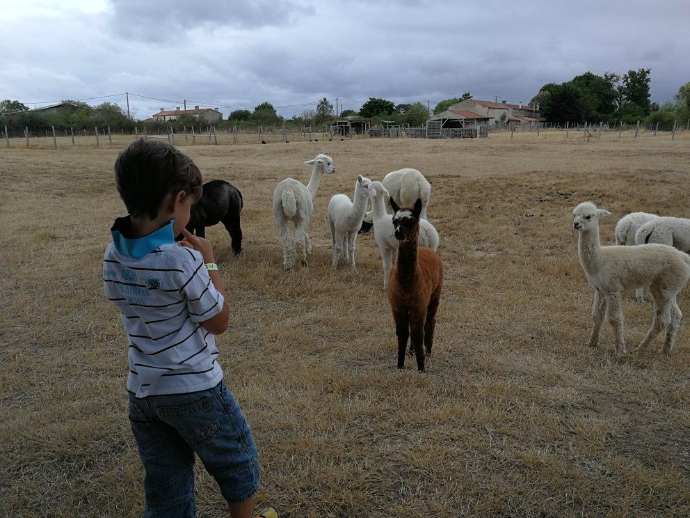 Argenton Alpacas景点图片