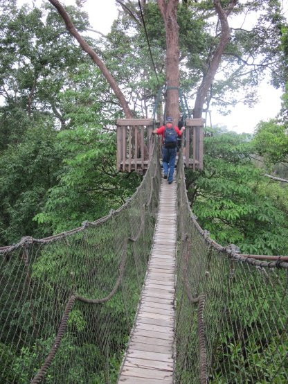 Bangkirai Hill Nature Tourism-巴厘巴板必去景点