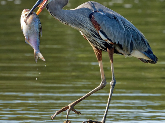 Discover the James Bald Eagle Tours-里士满必去景点