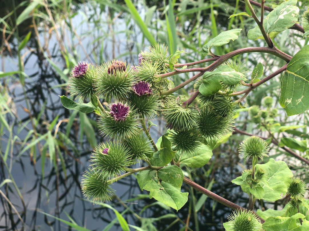 Cotgrave Country Park景点图片